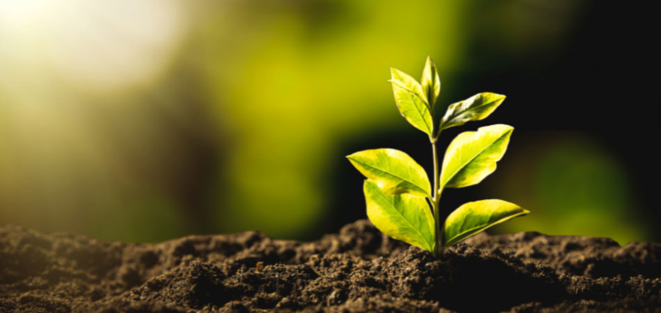 a new green plant